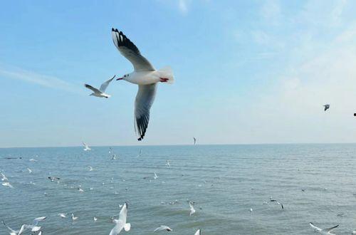 天津海鸥爆料视频曝光是真的吗,天津海鸥爆料视频真实性揭秘  第3张